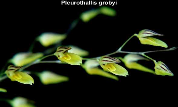 Pleurothallis grobyi